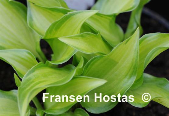 Hosta Devon Cloud